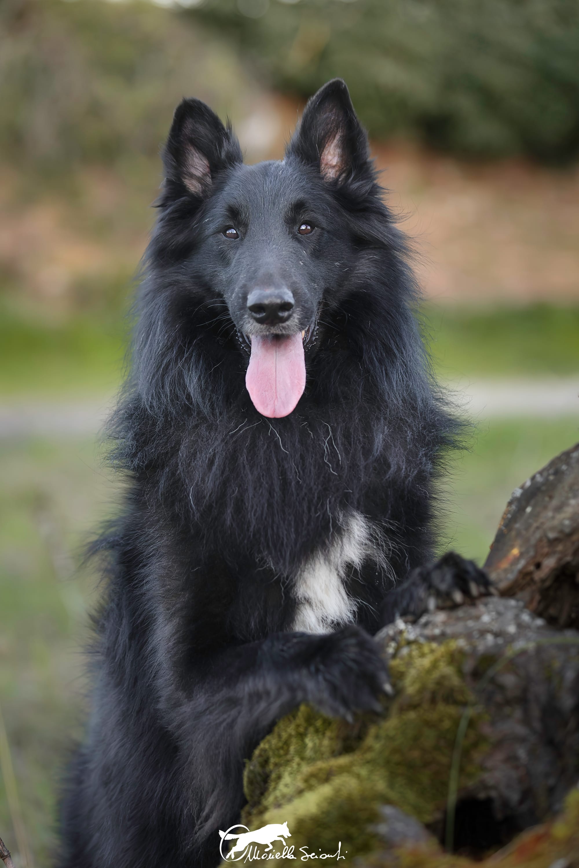 MARE NUBIUM del Sentiero dei Sogni