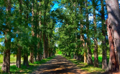 לכבוד ט"ו בשבט- האם מותר לנטוע אילנות סמוך לעיר