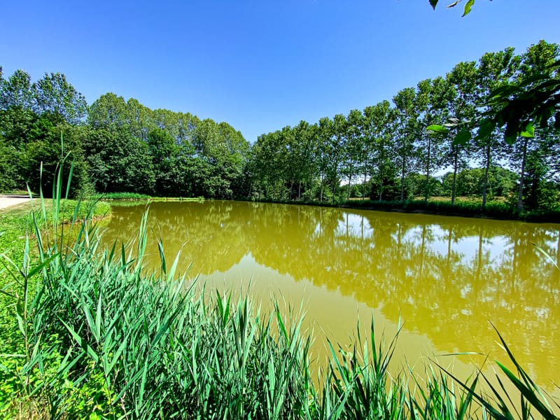 LE PETIT ETANG DE TAPON