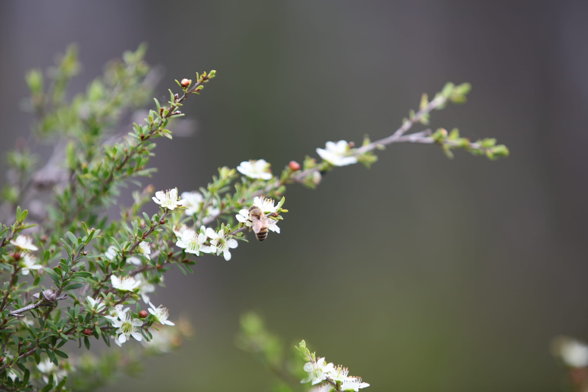 Manuka honey in combination with 5-Fluorouracil decreases physical parameters of colonspheres enriched with cancer stem-like cells and reduces their resistance to apoptosis