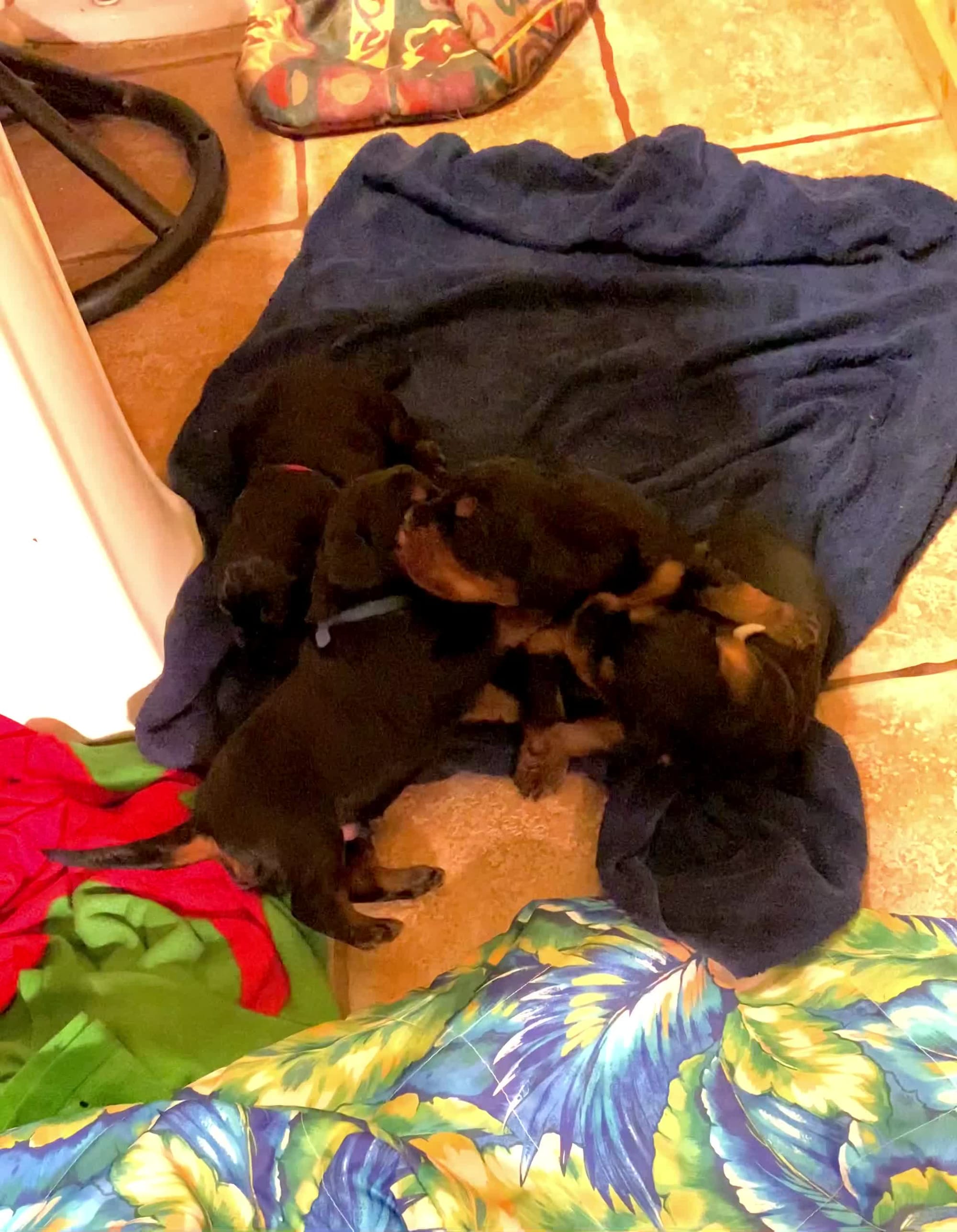 Puppies are getting up and moving around. 