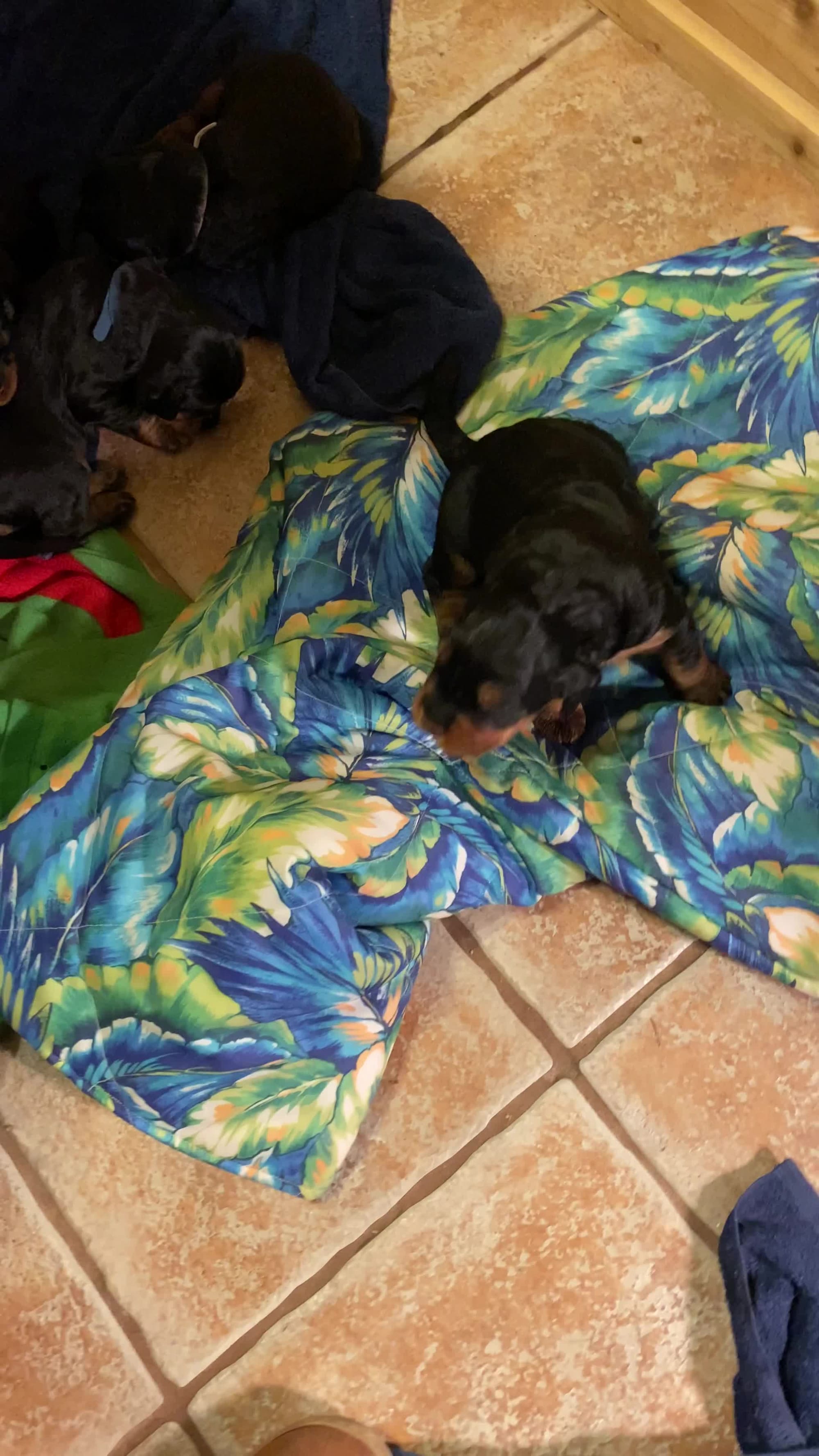 Puppies are getting up and moving around. 