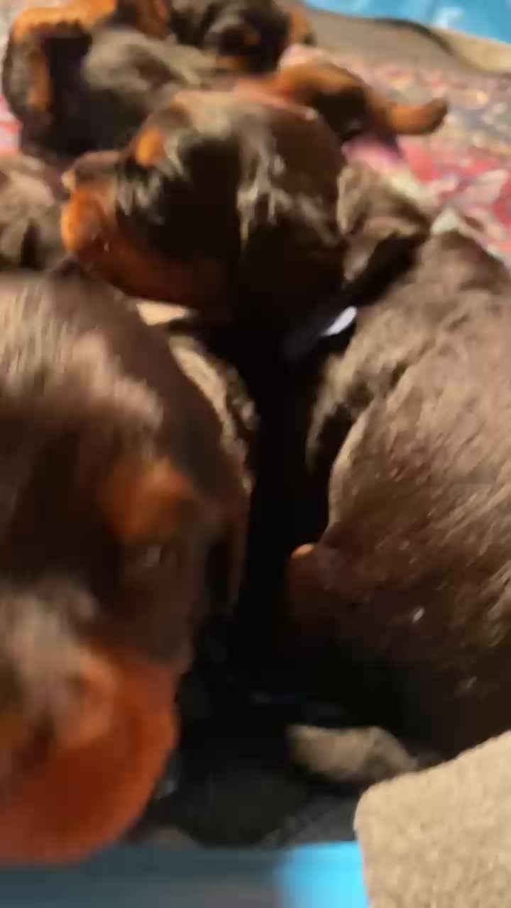 Puppies are getting up and moving around. 