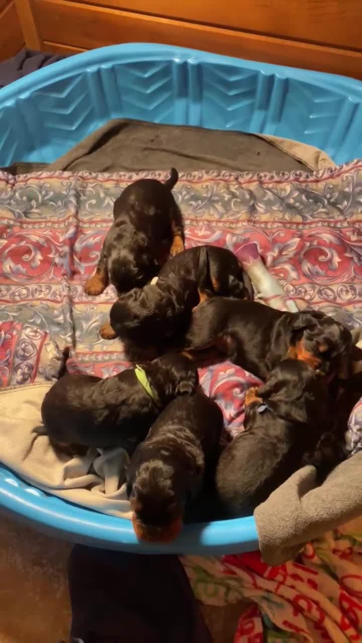 Puppies are getting up and moving around. 