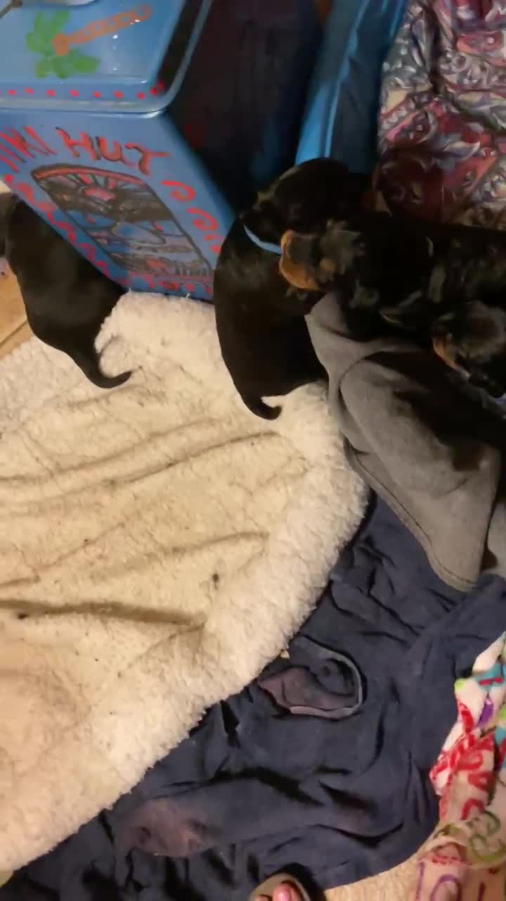 Puppies are getting up and moving around. 