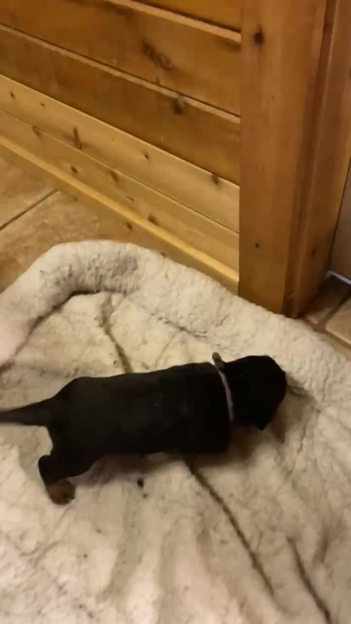 Puppies are getting up and moving around. 