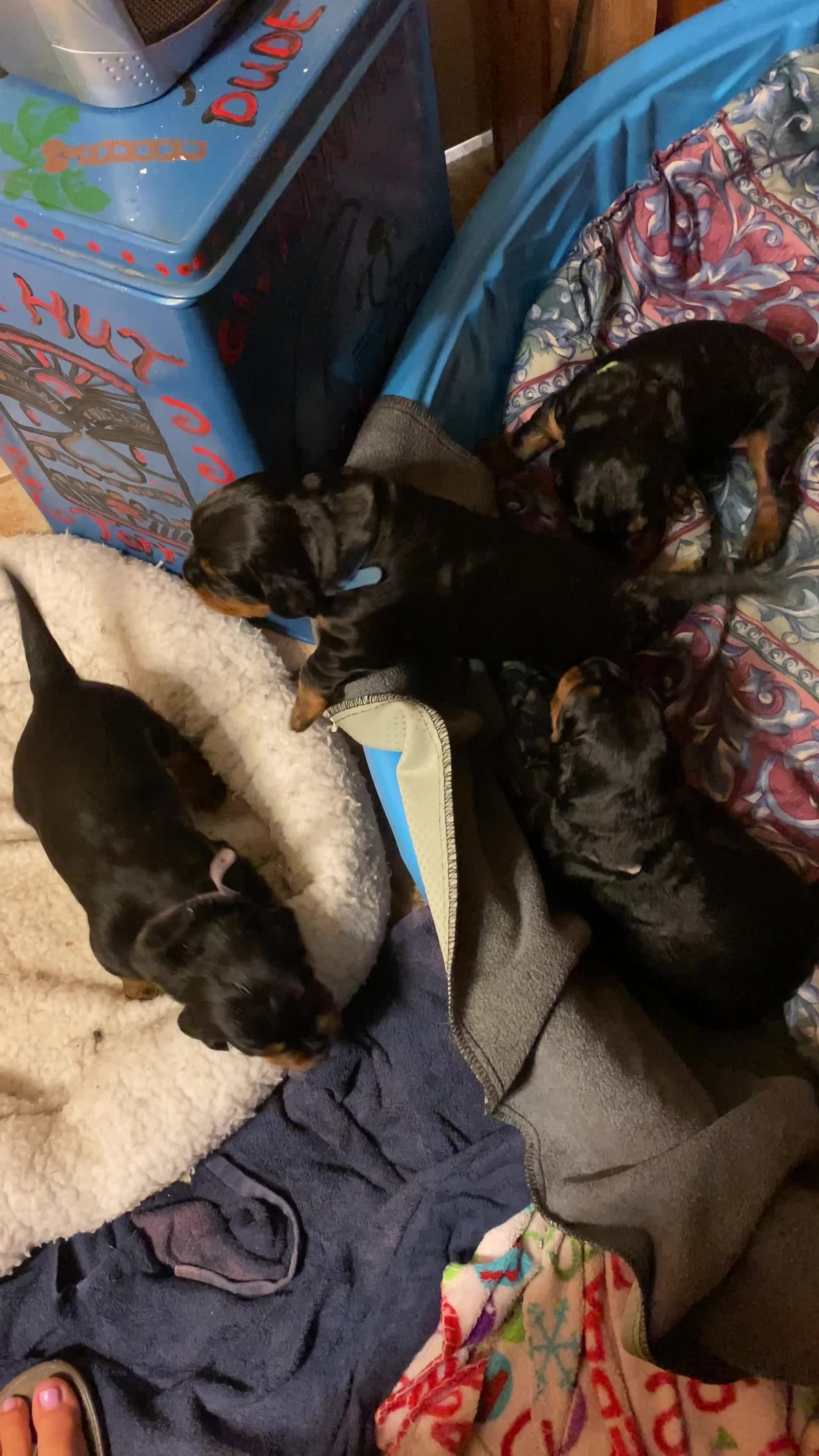 Puppies are getting up and moving around. 