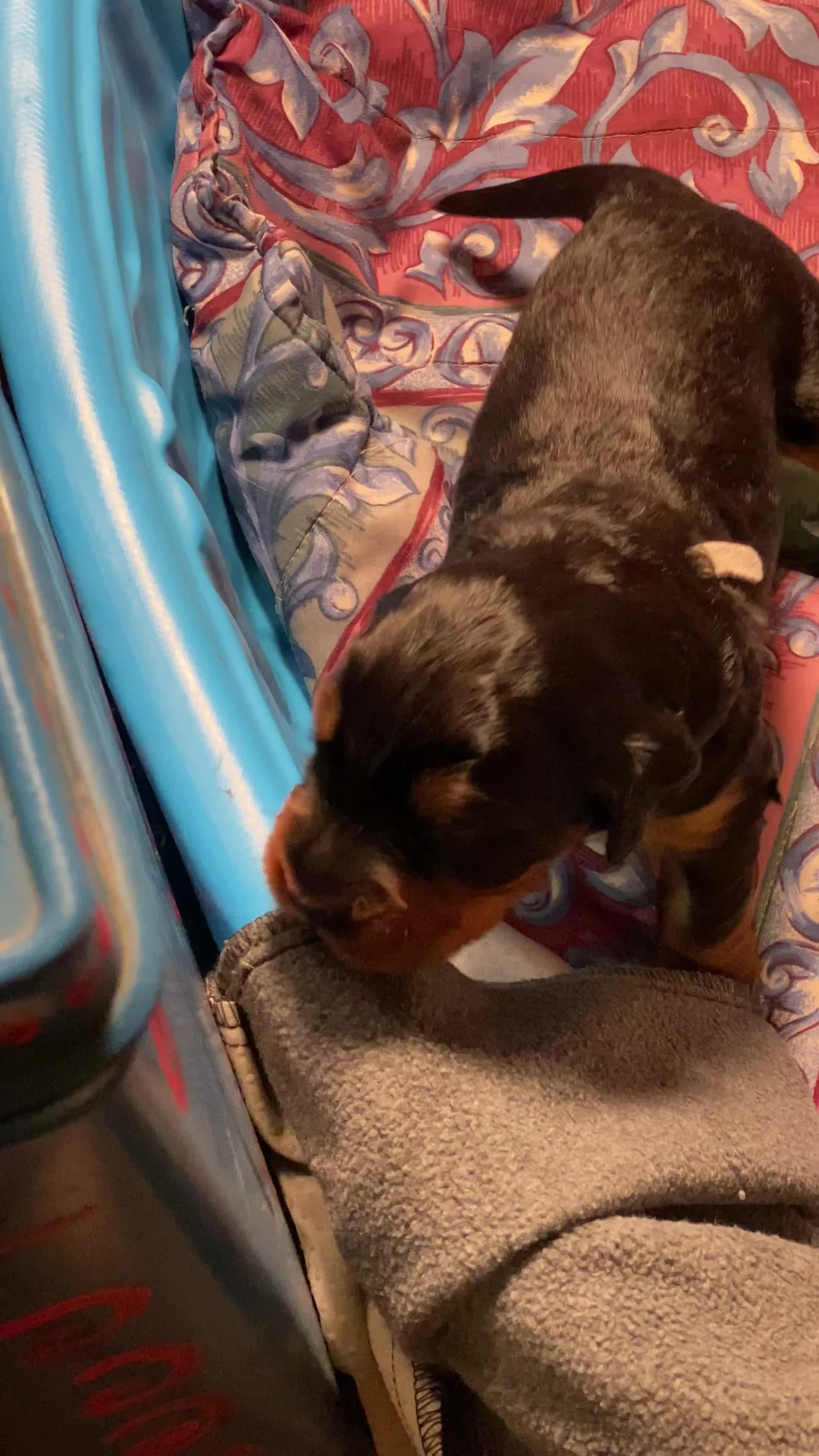 Puppies are getting up and moving around. 