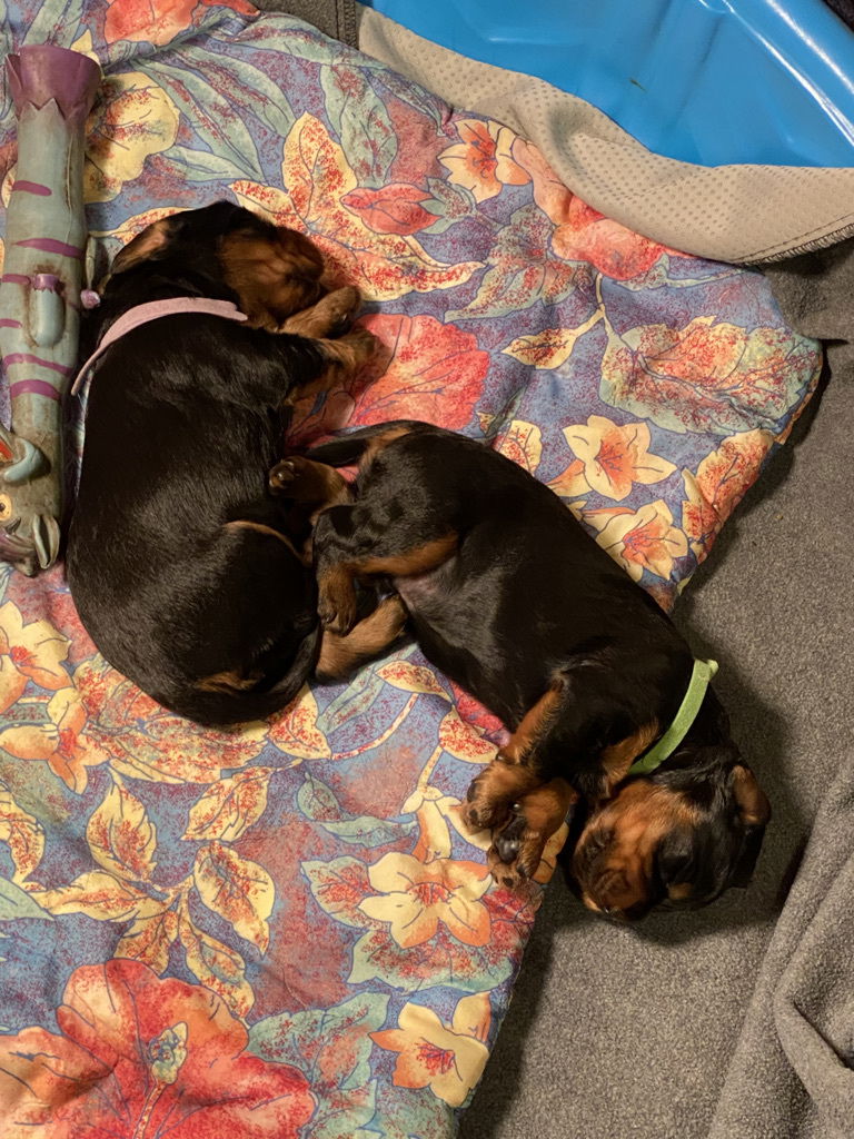 Week 2-3 on the move and getting playful