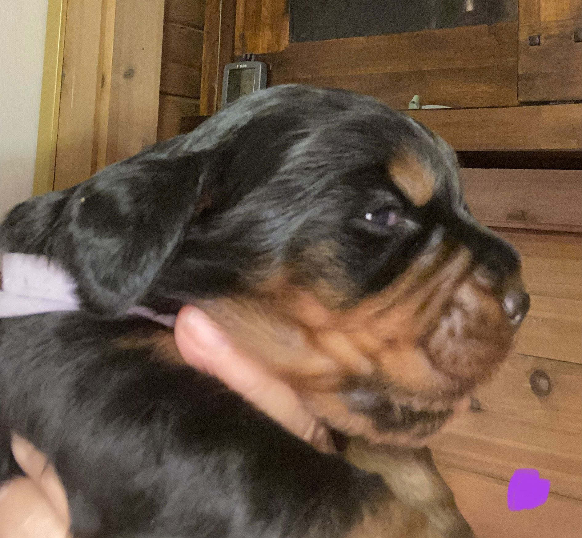 Week 2-3 on the move and getting playful