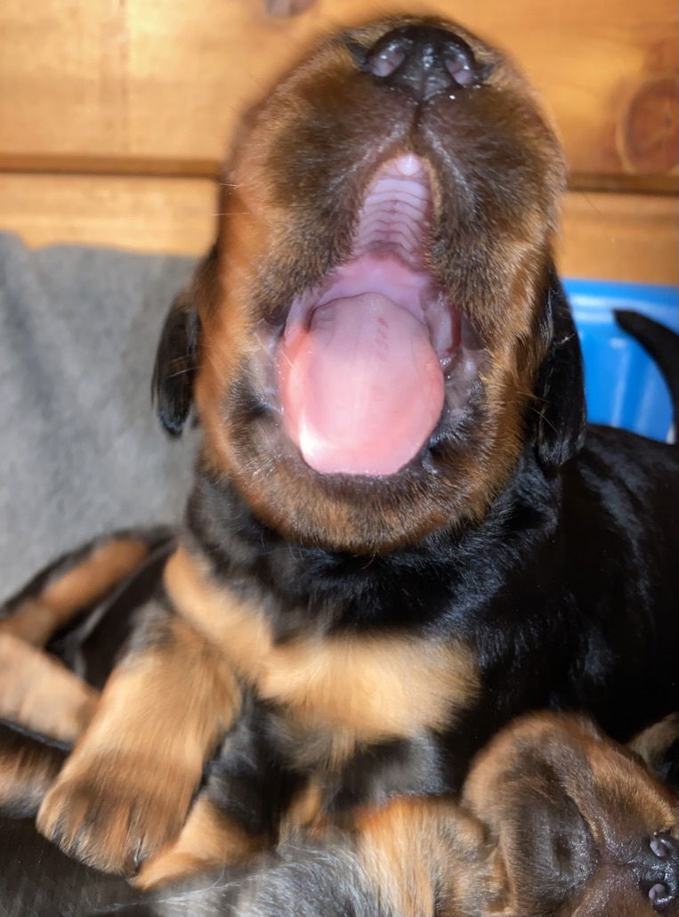 Week 2-3 on the move and getting playful