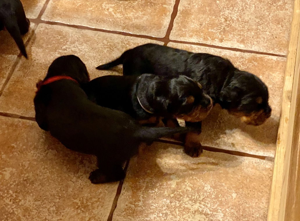 Week 2-3 on the move and getting playful