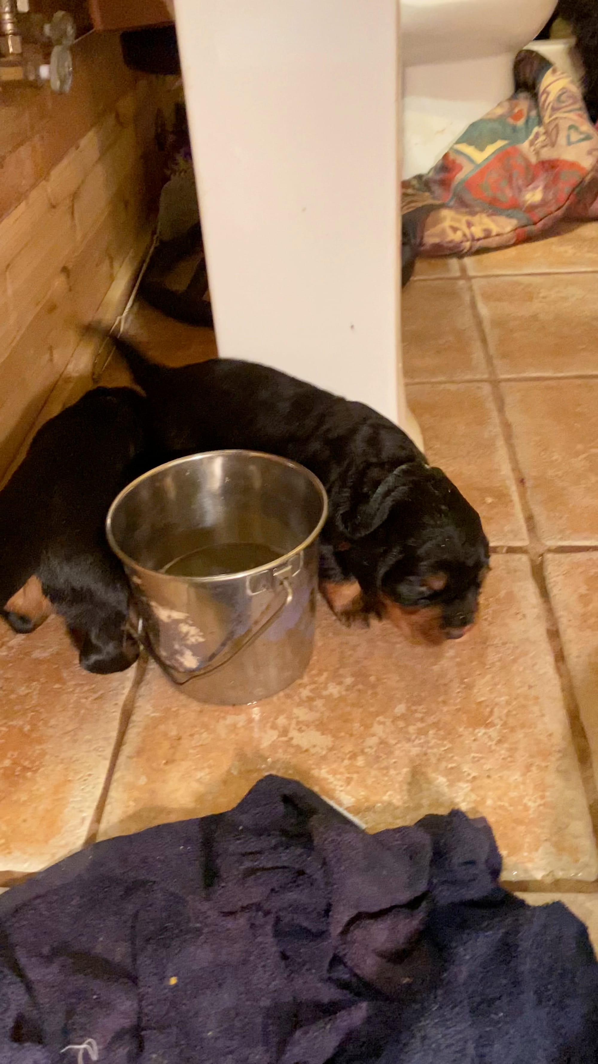 Week 2-3 on the move and getting playful