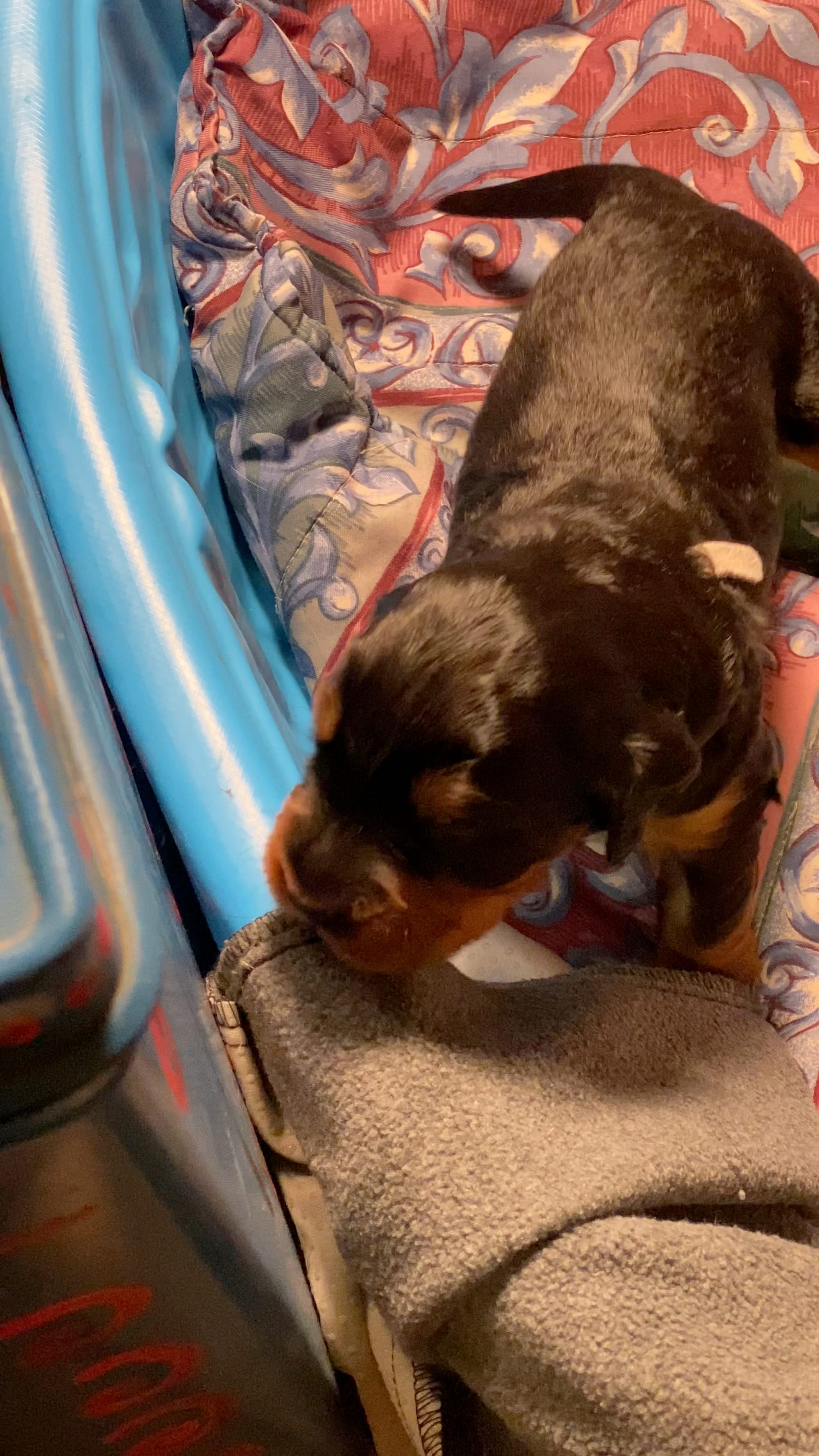 Week 2-3 on the move and getting playful