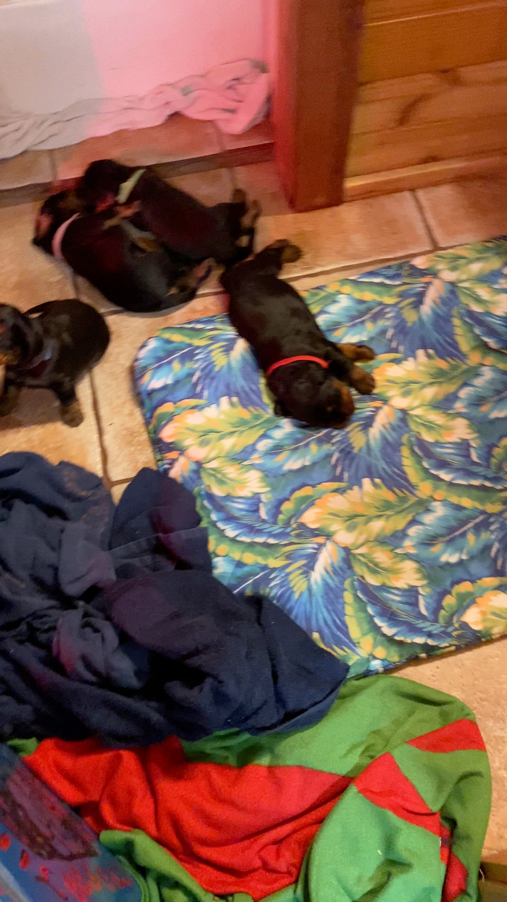 Week 2-3 on the move and getting playful