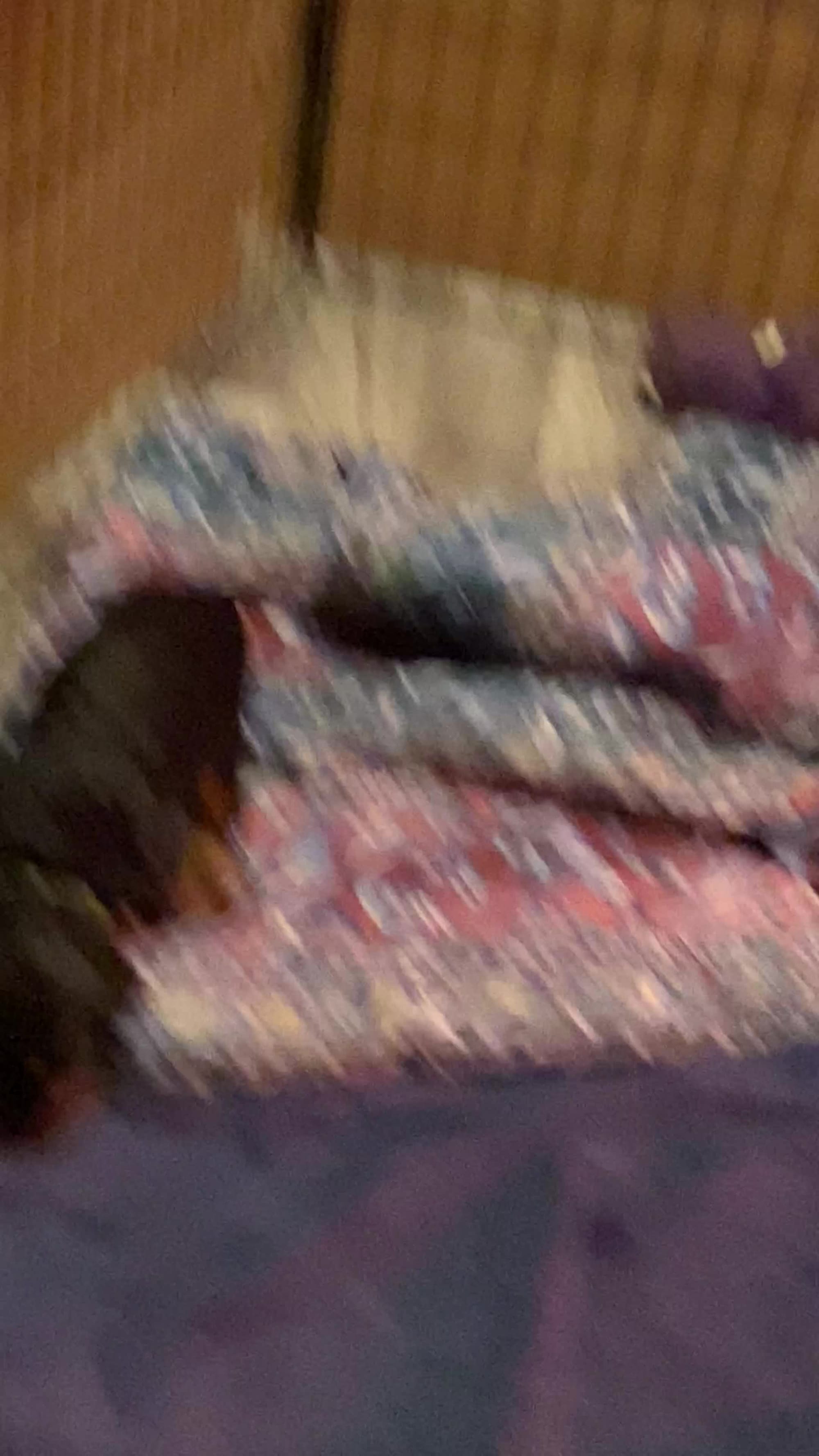 Puppy in their new digs