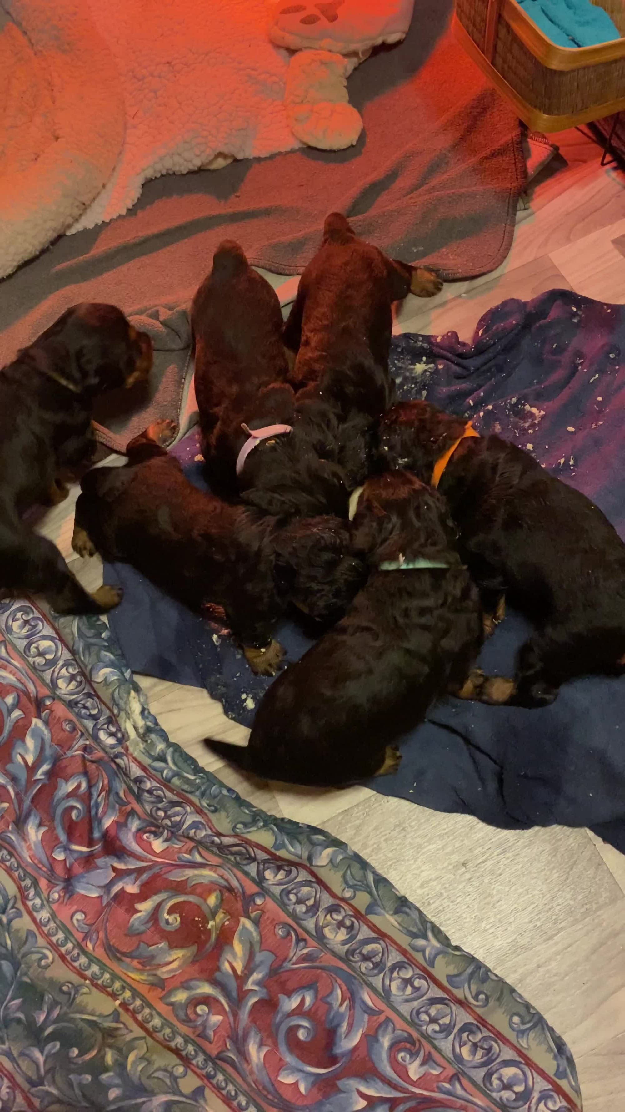 Puppy in their new digs