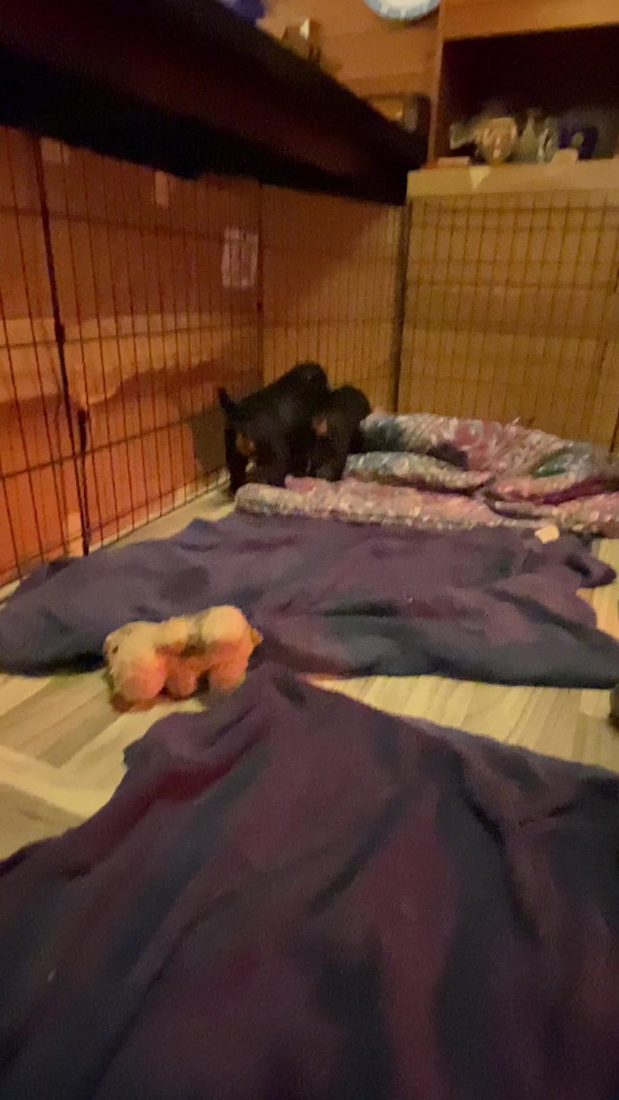 Puppy in their new digs