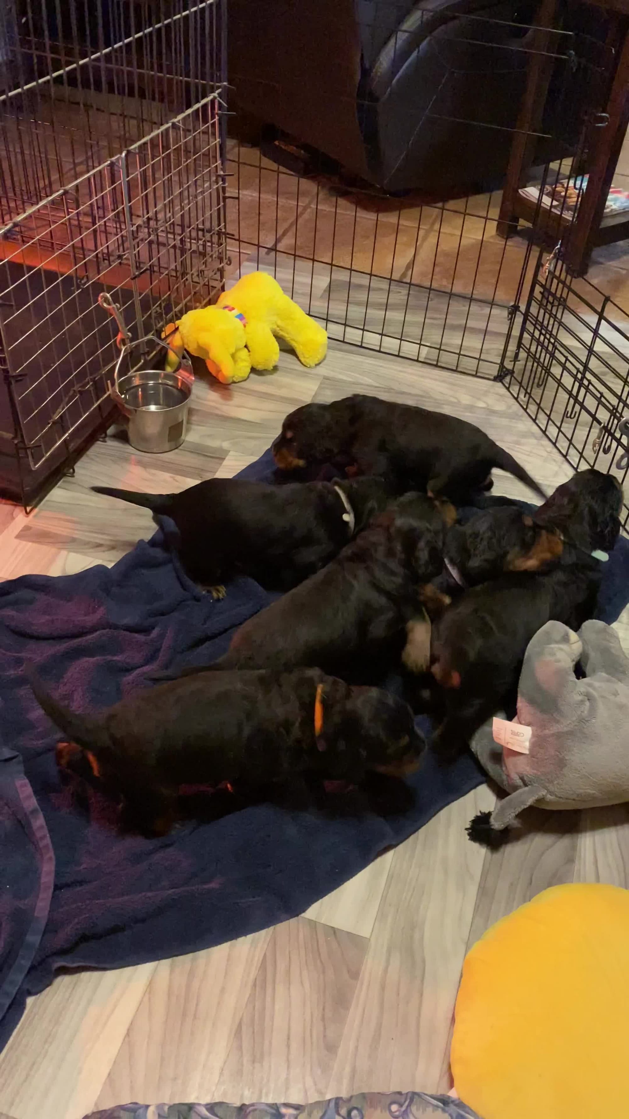 Puppy in their new digs