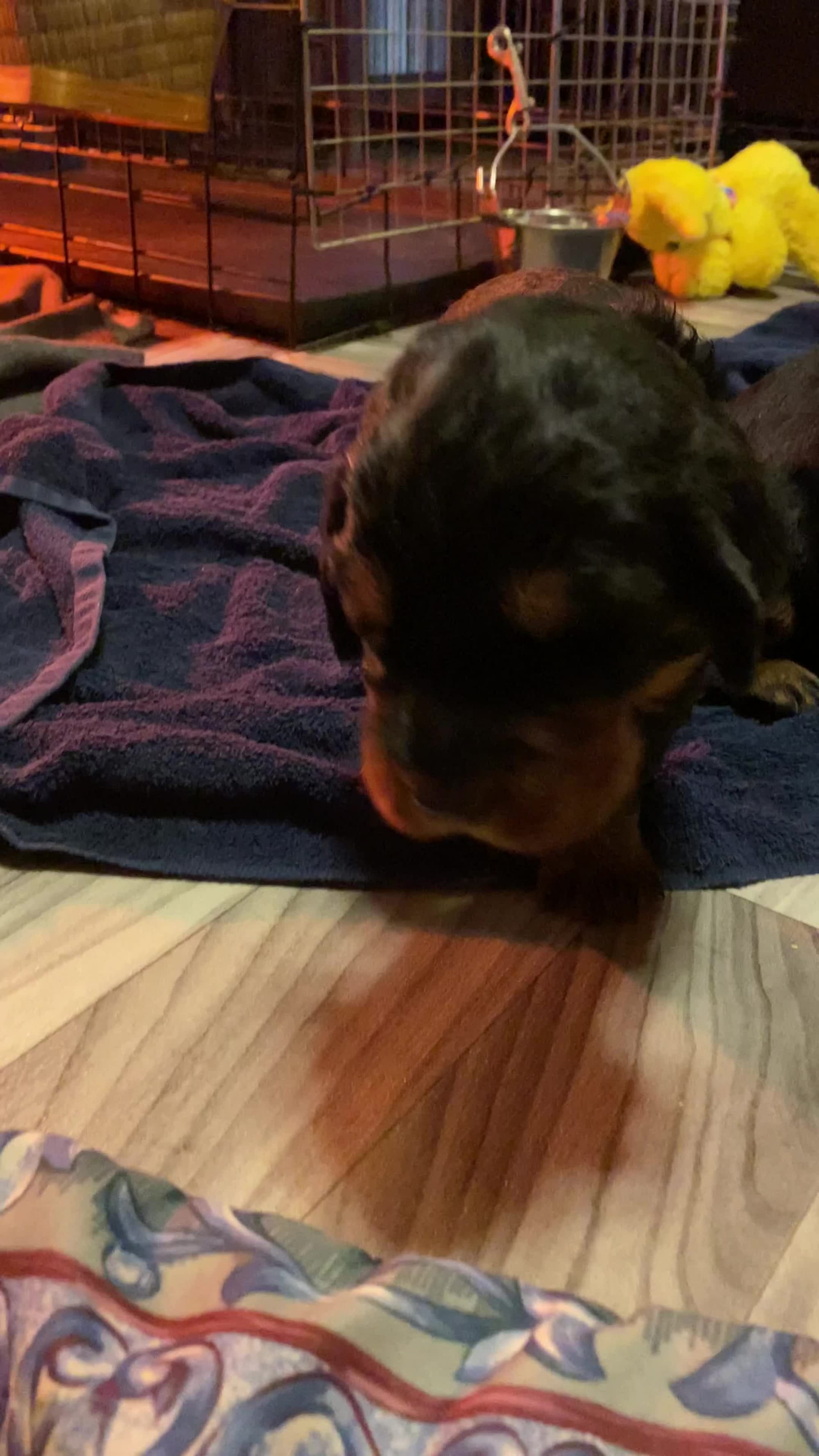 Puppy in their new digs