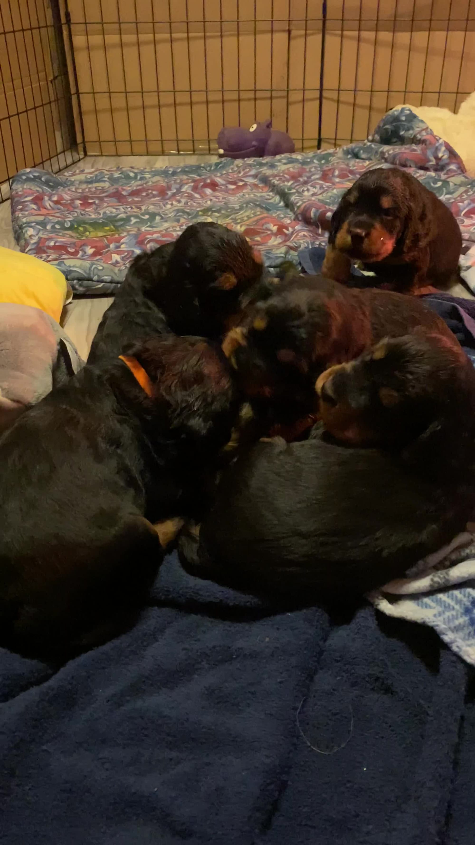 Puppy in their new digs