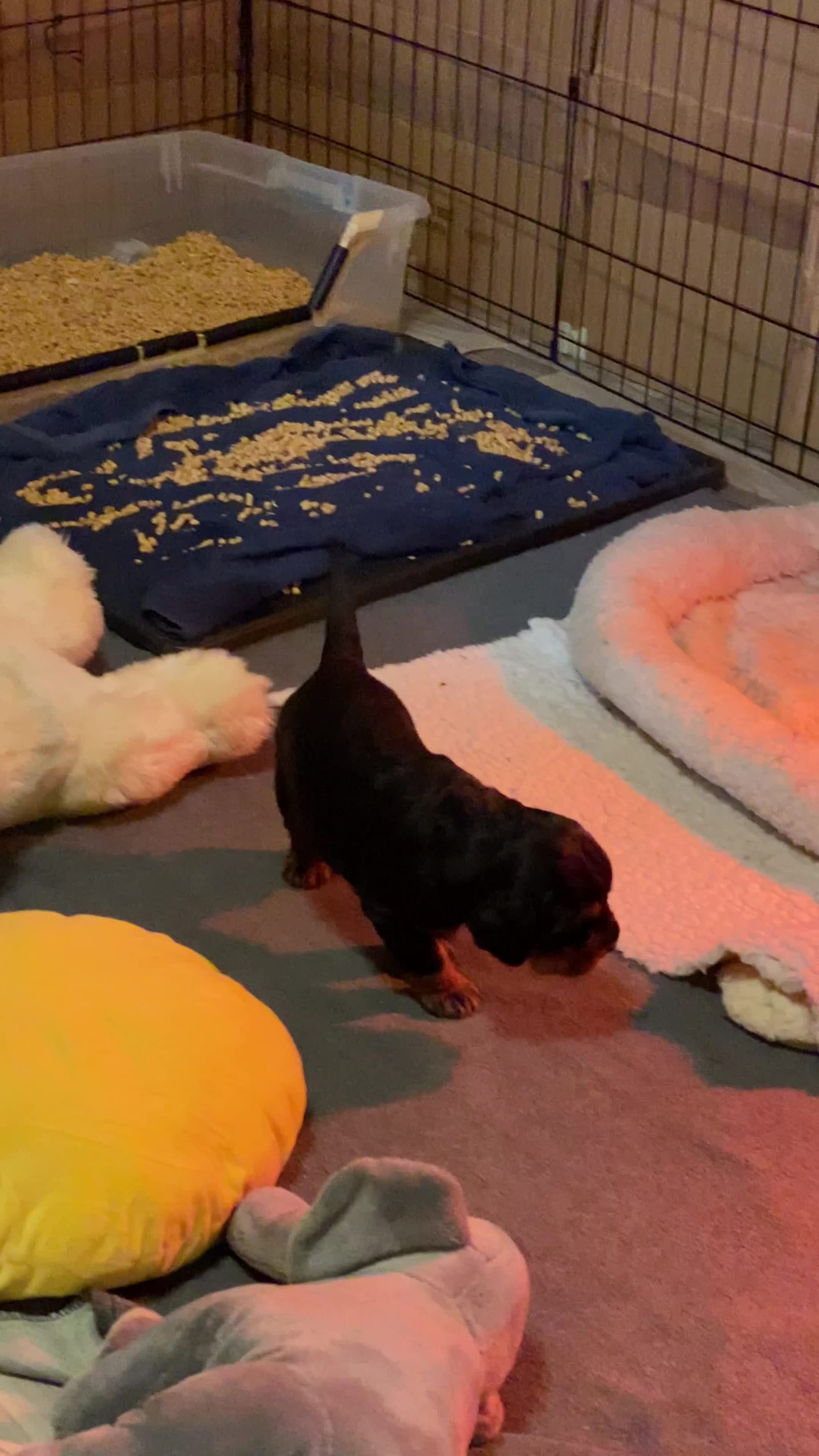 Puppy in their new digs