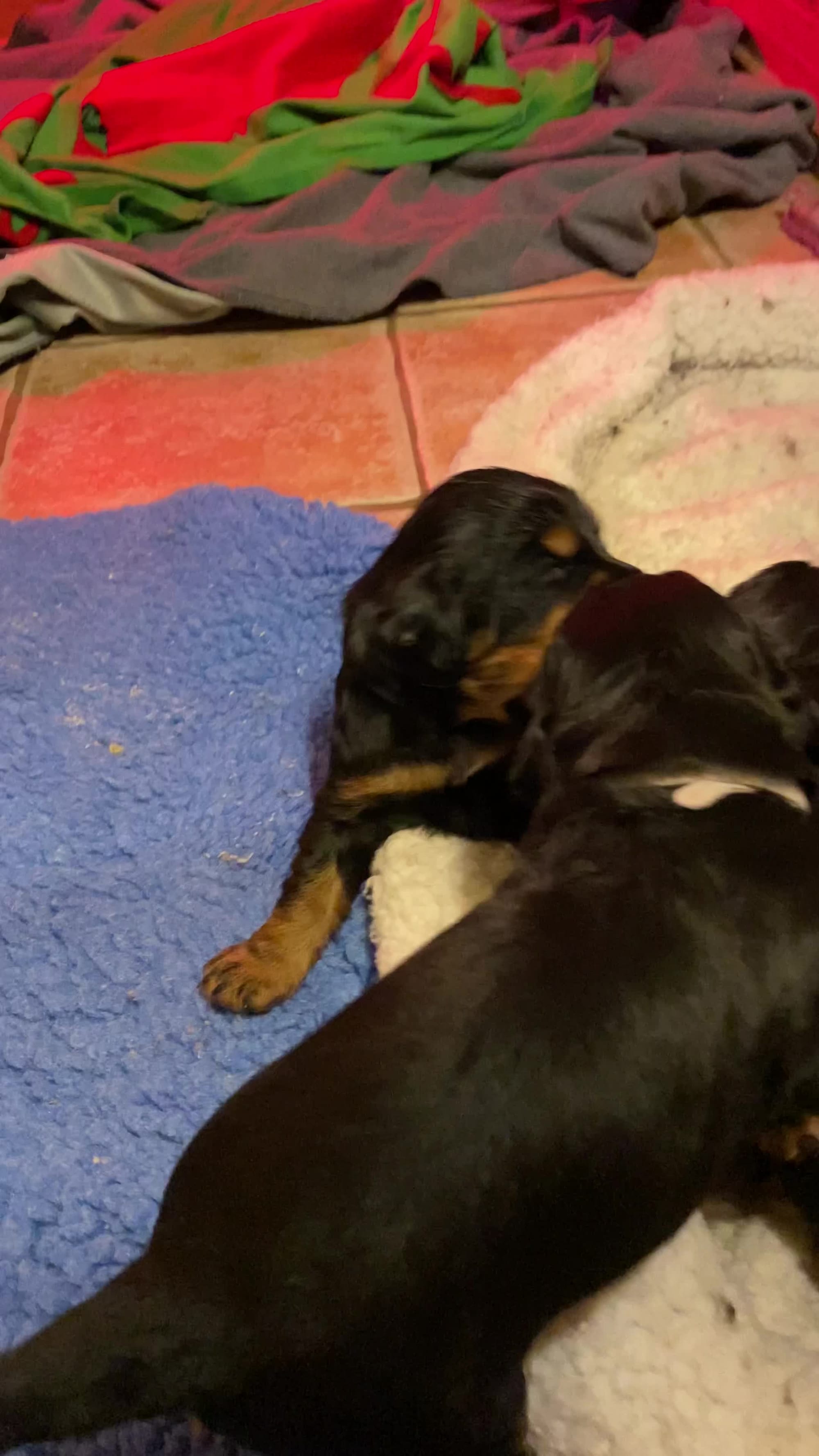 Puppy in their new digs