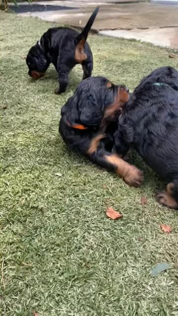 Puppies venture to the pool