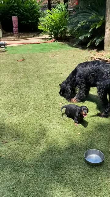 Puppies venture to the pool