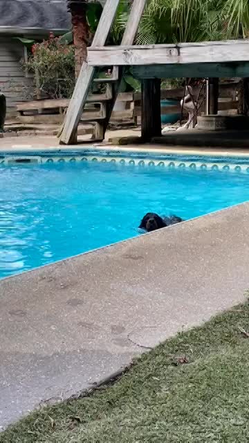 Puppies venture to the pool