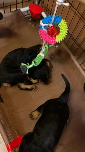 Puppies venture to the pool