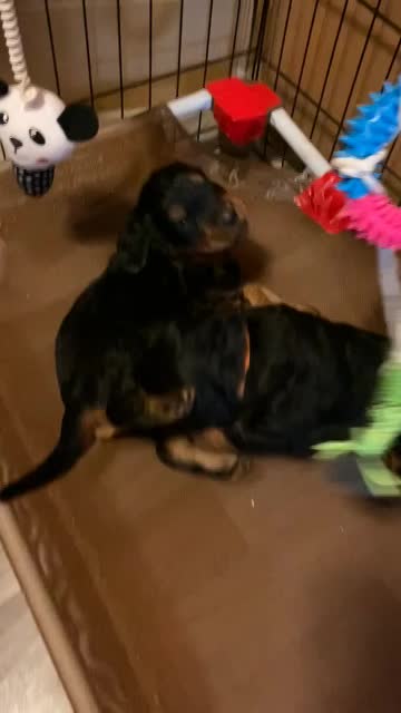 Puppies venture to the pool