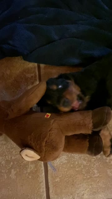 Puppies venture to the pool