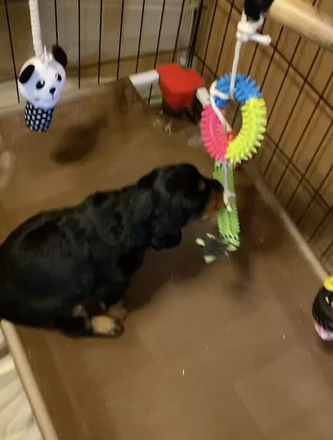 Puppies venture to the pool