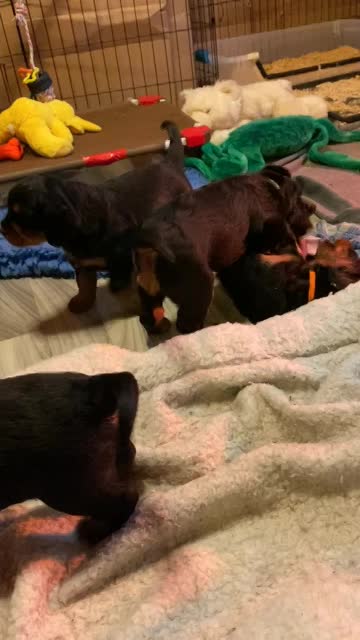 Puppies venture to the pool