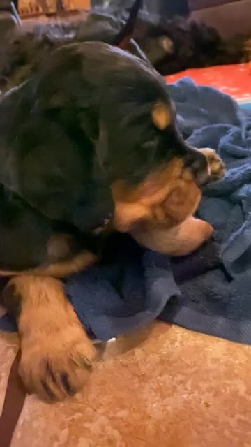 Puppies venture to the pool