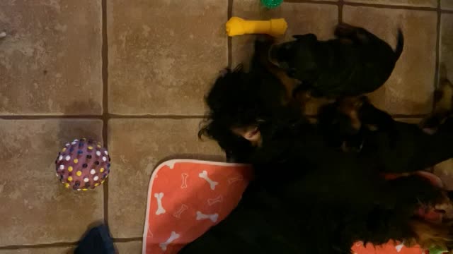 Puppies venture to the pool