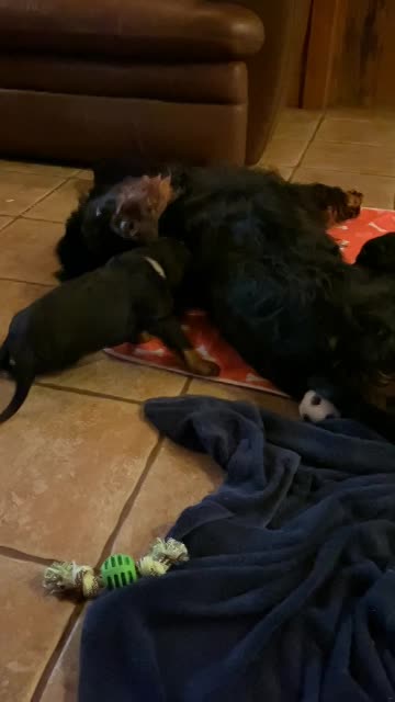 Puppies venture to the pool