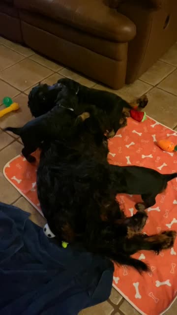 Puppies venture to the pool