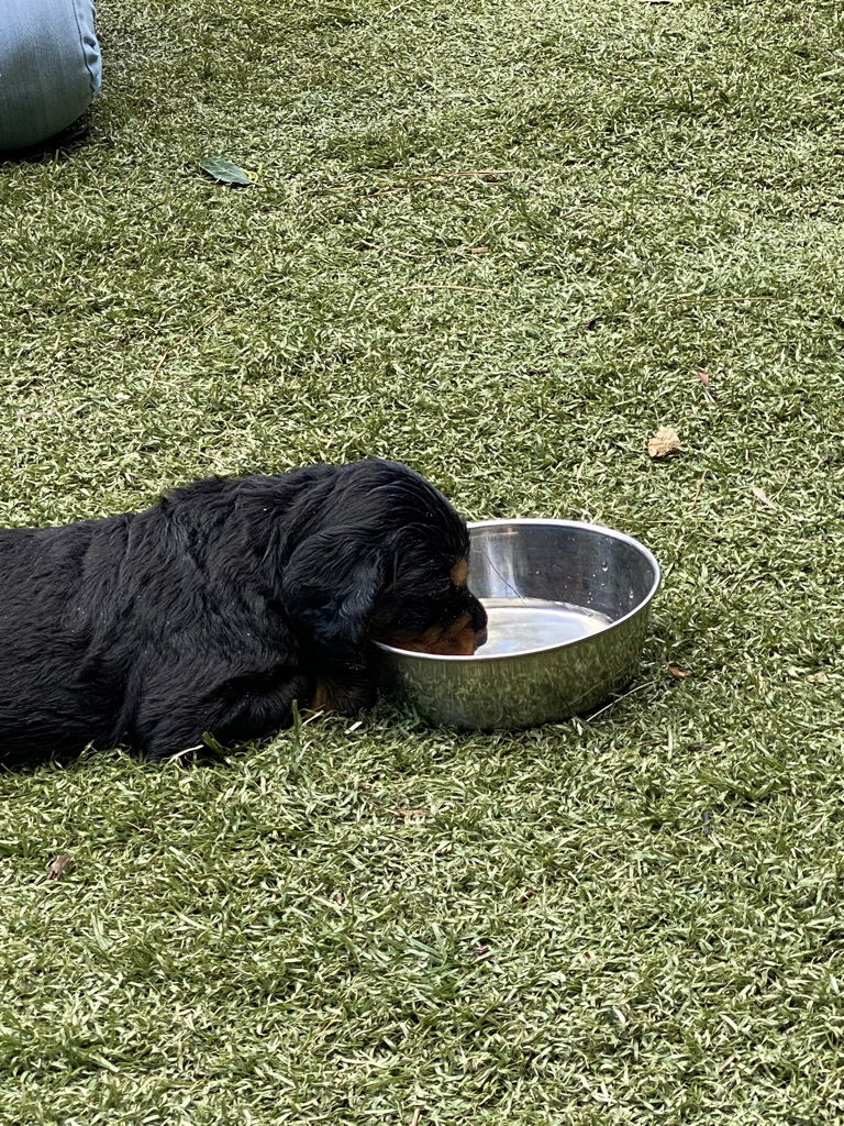 enjoying the hot Florida weather.