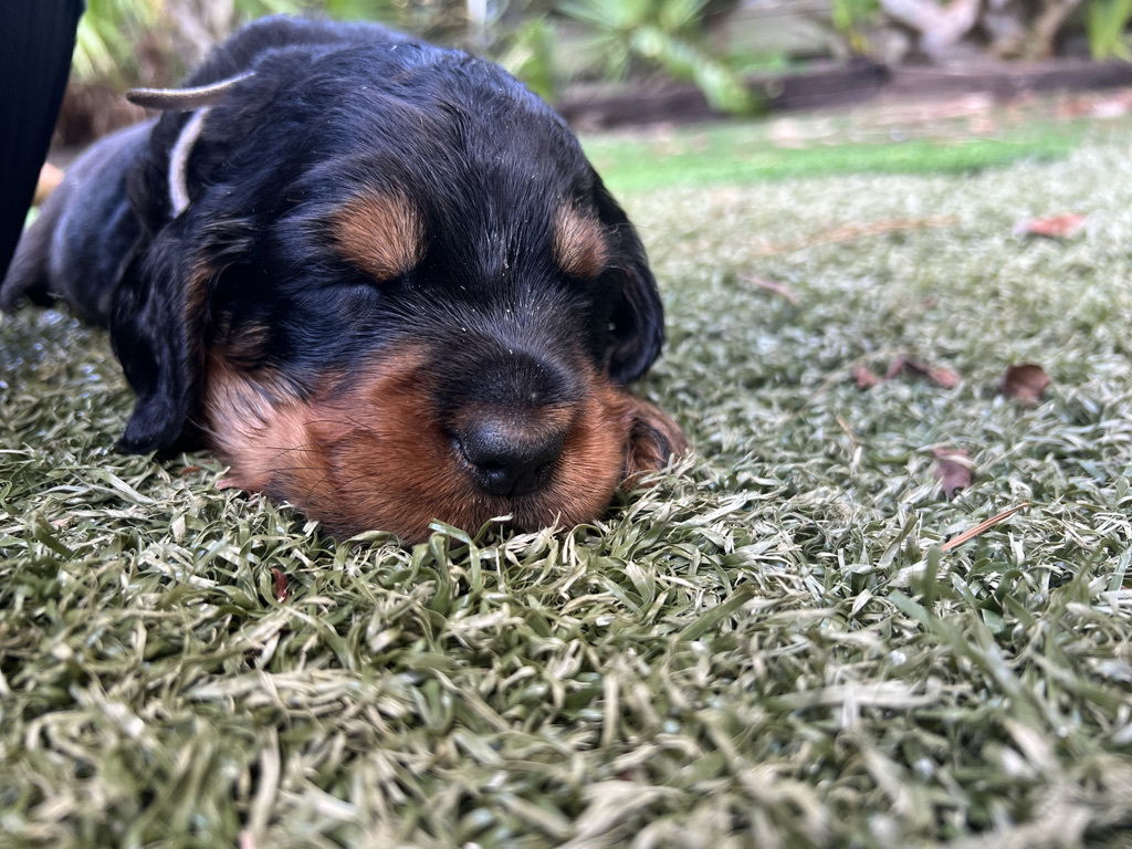 enjoying the hot Florida weather.