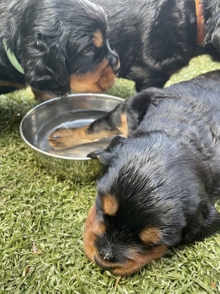 enjoying the hot Florida weather.