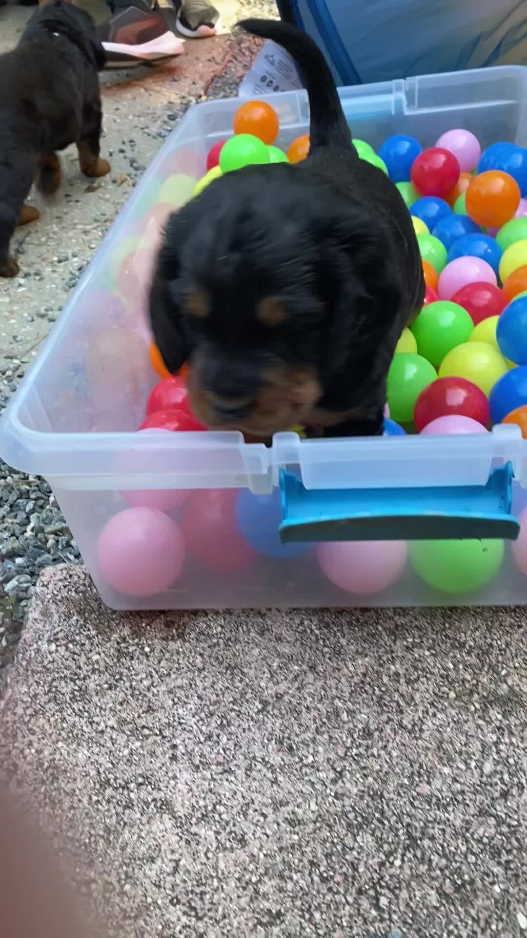 Out door time with the pool and tunnel