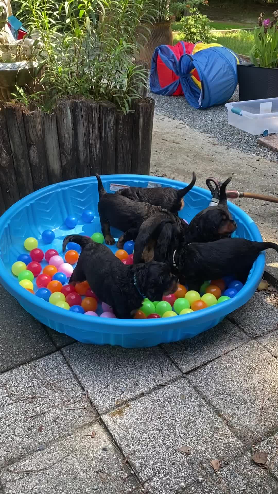 Out door time with the pool and tunnel