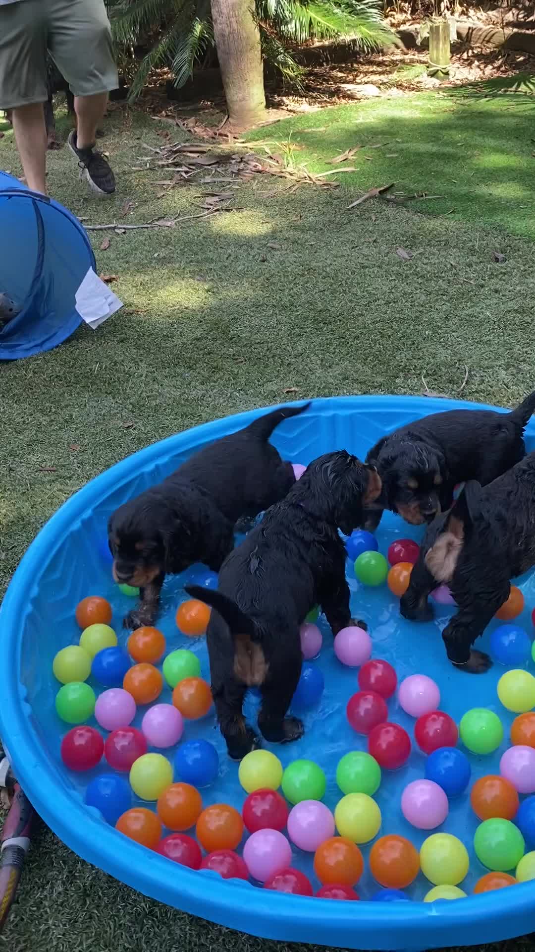 Out door time with the pool and tunnel