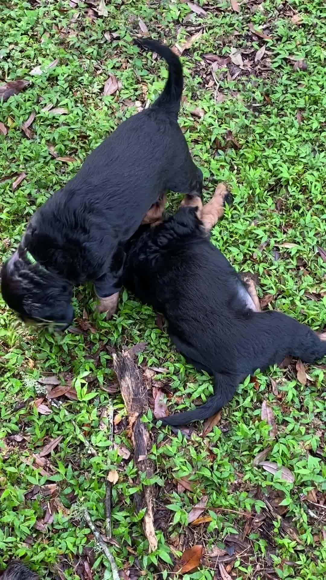 Puppies playing in front yard