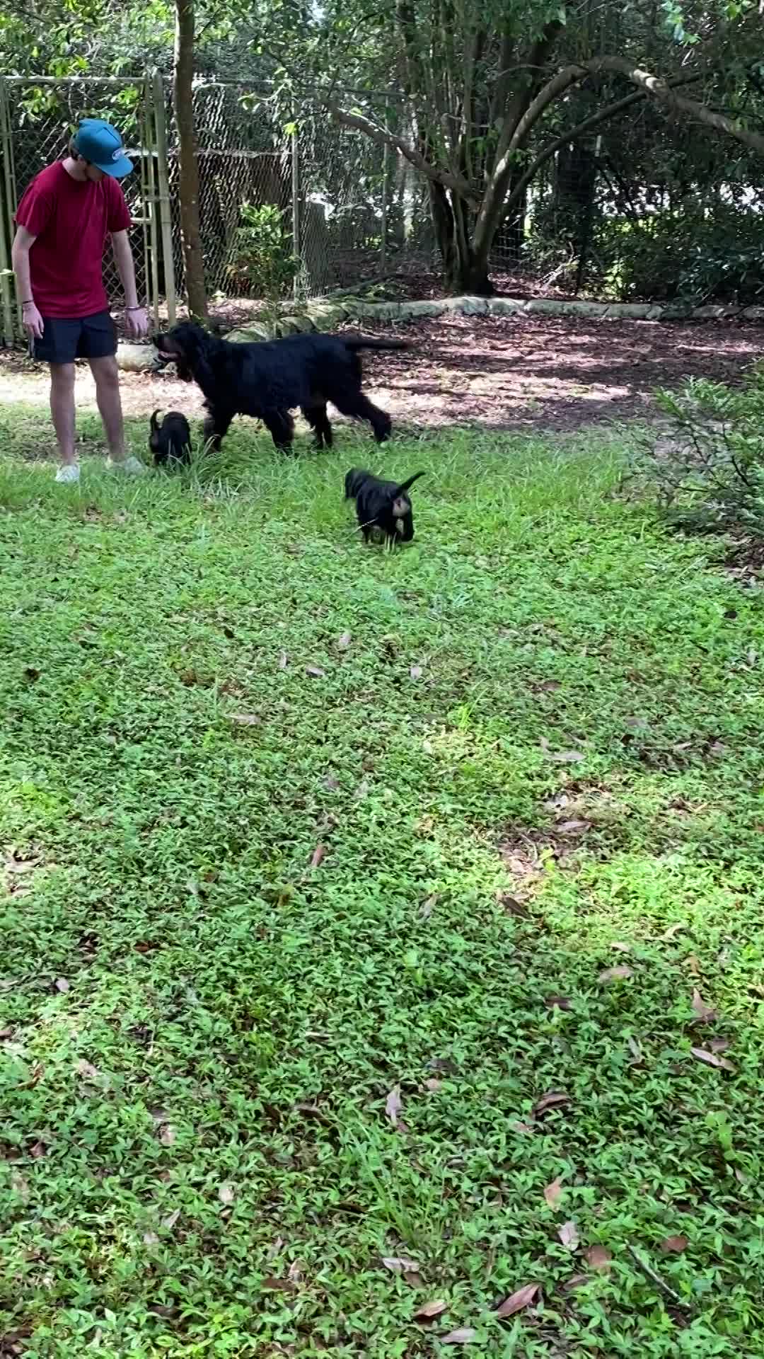 Puppies playing in front yard