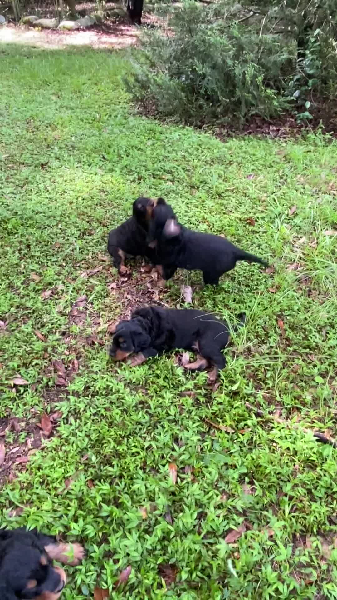 Puppies playing in front yard