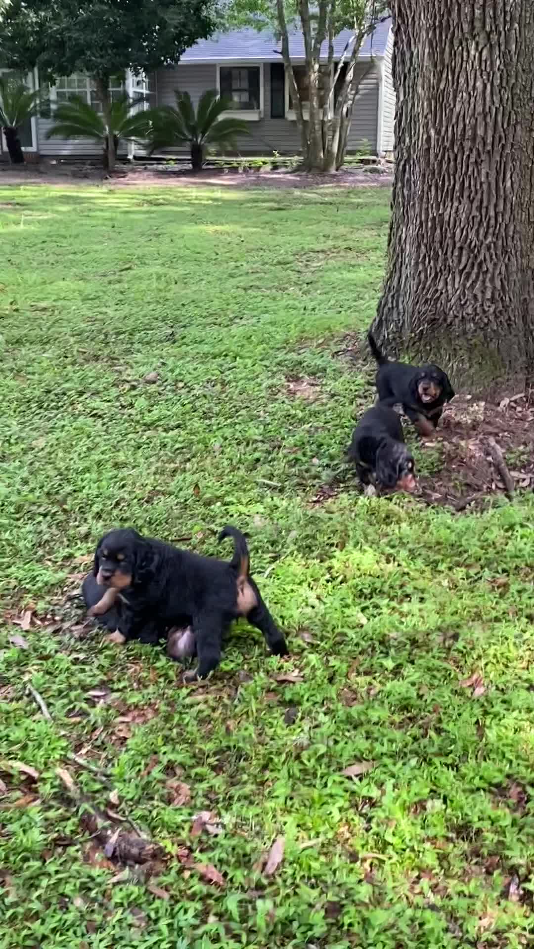 Puppies playing in front yard