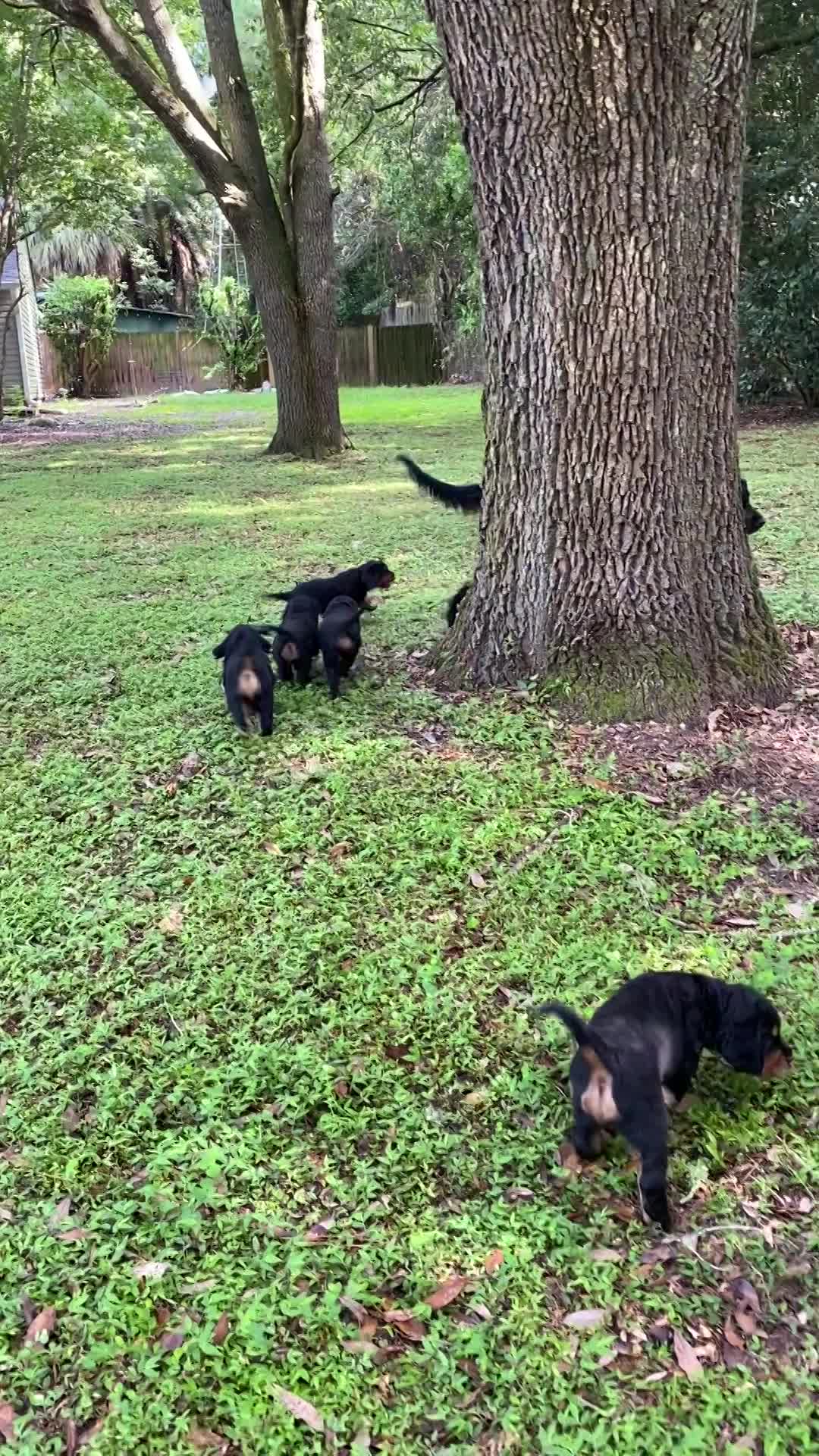 Puppies playing in front yard